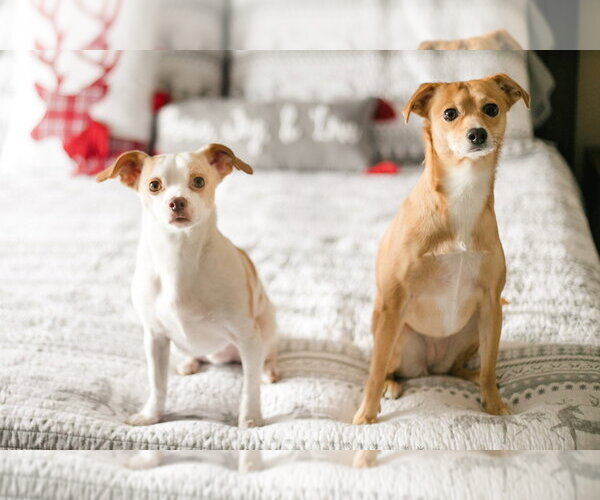 Medium Photo #3 Chihuahua Puppy For Sale in Aurora, IN, USA