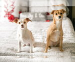 Small #2 Chihuahua