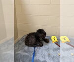 Small Poodle (Miniature)