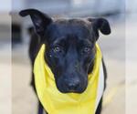 Small American Staffordshire Terrier Mix