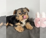 Small Photo #4 Yorkshire Terrier Puppy For Sale in FRANKLIN, IN, USA