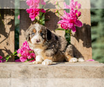 Puppy Ben Bernedoodle (Miniature)