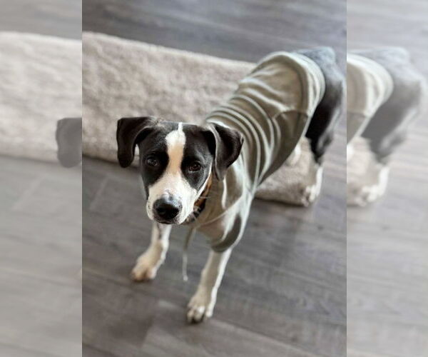 Medium Photo #2 Mutt Puppy For Sale in Germantown, OH, USA