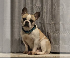 French Bulldog Dogs for adoption in Fort Wayne, IN, USA