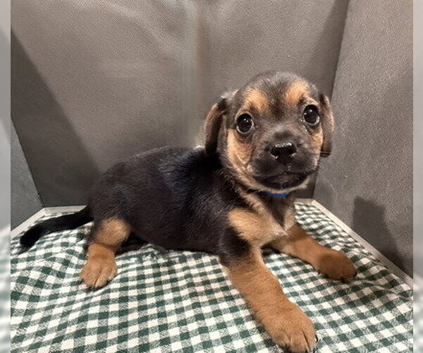 Medium Photo #3 Mutt Puppy For Sale in Pleasanton, CA, USA