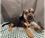 Small #2 Mutt
