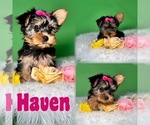 Puppy Haven Yorkshire Terrier