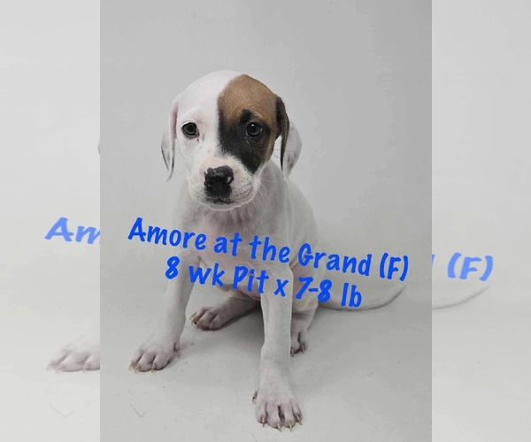 Medium Photo #5 American Pit Bull Terrier-Unknown Mix Puppy For Sale in pomfret, CT, USA