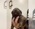 Small Photo #2 Labrador Retriever Puppy For Sale in WESTCHESTER, IL, USA