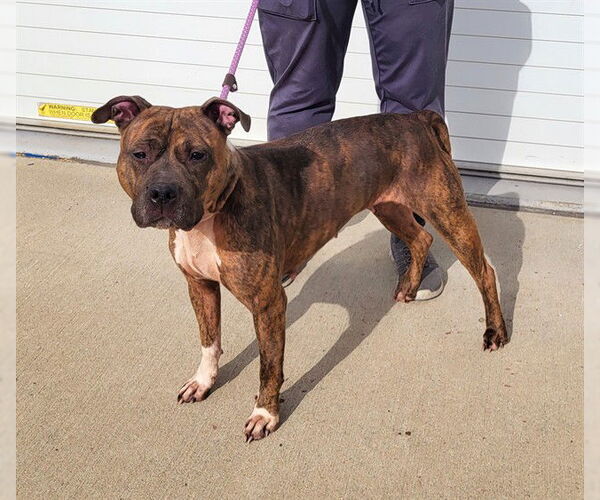 Medium Photo #1 American Staffordshire Terrier-Unknown Mix Puppy For Sale in Louisville, KY, USA