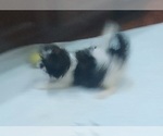 Small Photo #4 Shih Tzu Puppy For Sale in THE WOODLANDS, TX, USA