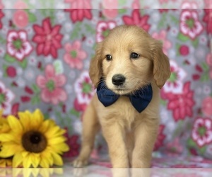 Medium Golden Retriever