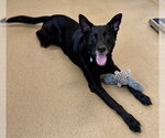 Small German Shepherd Dog Mix