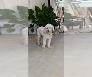 Poodle (Miniature)-Unknown Mix Dogs for adoption in Brewster, NY, USA