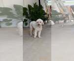 Small Poodle (Miniature) Mix