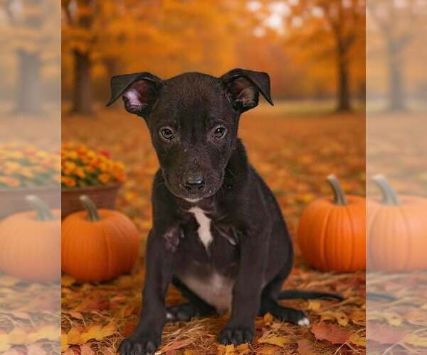 Medium Photo #3 American Pit Bull Terrier-Unknown Mix Puppy For Sale in Talladega, AL, USA