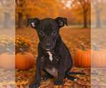 Small Photo #3 American Pit Bull Terrier-Unknown Mix Puppy For Sale in Talladega, AL, USA