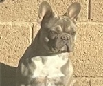 Small Photo #1 French Bulldog Puppy For Sale in SAN TAN VALLEY, AZ, USA