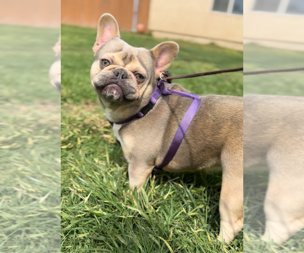 Medium Photo #2 French Bulldog Puppy For Sale in OJAI, CA, USA