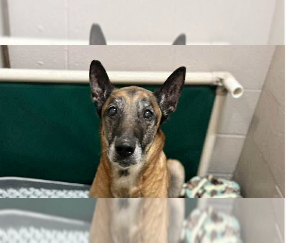 Medium Photo #1 Mutt Puppy For Sale in Imlay City, MI, USA