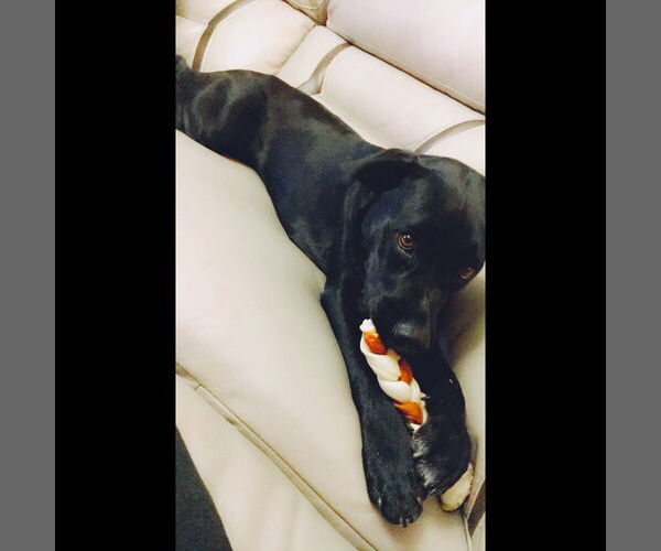 Medium Photo #18 Labrador Retriever-Unknown Mix Puppy For Sale in Rockaway, NJ, USA