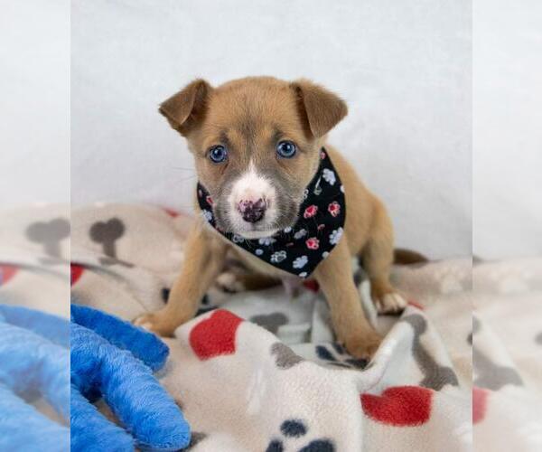 Medium Photo #5 Mutt Puppy For Sale in Kennesaw, GA, USA