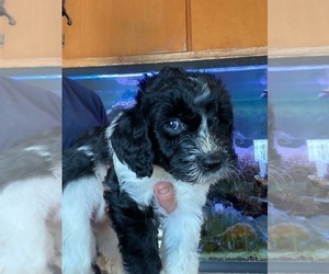 Goldendoodle (Miniature) Puppy for sale in SCOTTSDALE, AZ, USA