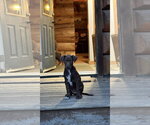 Small #2 Doberman Pinscher Mix
