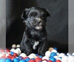 Small #1 Morkie