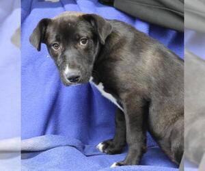 Labrador Retriever-Unknown Mix Dogs for adoption in Thief River Falls, MN, USA