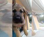 Small Photo #6 German Shepherd Dog Puppy For Sale in VENICE, FL, USA