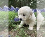 Small Photo #1 English Cream Golden Retriever Puppy For Sale in BRENHAM, TX, USA