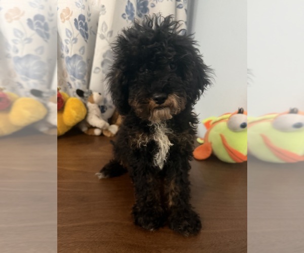 Medium Photo #37 Havapoo Puppy For Sale in DURHAM, CT, USA