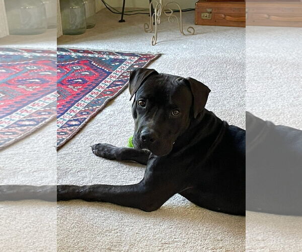 Medium Photo #1 American Pit Bull Terrier-Unknown Mix Puppy For Sale in Germantown, OH, USA