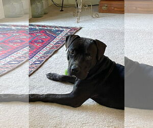 American Pit Bull Terrier-Unknown Mix Dogs for adoption in Germantown, OH, USA