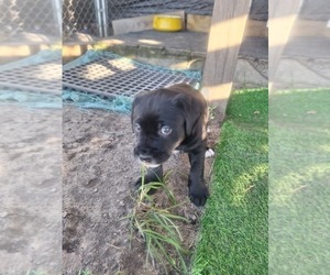 American Pit Bull Terrier-Labrador Retriever Mix Puppy for sale in OLAR, SC, USA