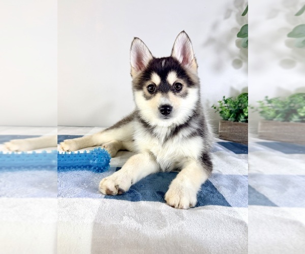 Medium Photo #2 Pomsky Puppy For Sale in GREENFIELD, IN, USA