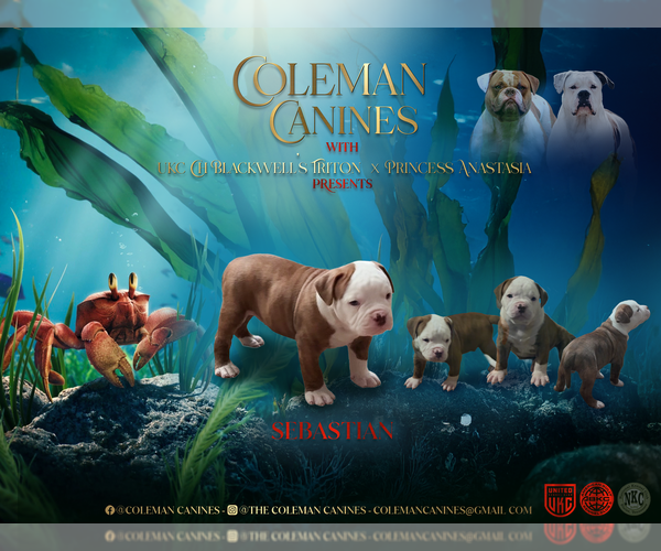 Medium Photo #1 American Bulldog Puppy For Sale in DURHAM, NC, USA