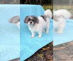 Small #4 Shih Tzu
