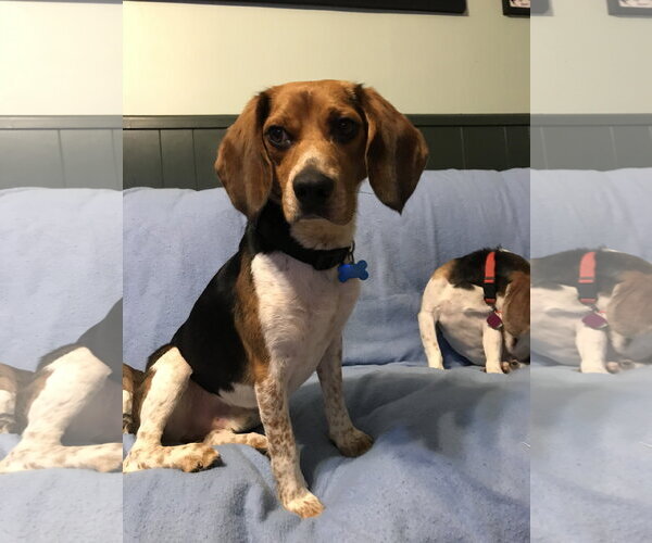 Medium Photo #5 Beagle Puppy For Sale in Clinton , MI, USA