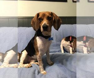 Benny - Male Beagle Dog for Adoption - Photo #5