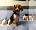Small Photo #5 Beagle Puppy For Sale in Clinton , MI, USA