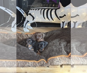 Litter of 2 - Female Dachshund Puppy for Sale