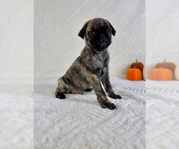 Medium Photo #2 Pug Puppy For Sale in GREENFIELD, IN, USA