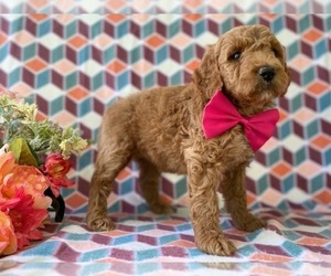 Goldendoodle (Miniature) Puppy for sale in LANCASTER, PA, USA