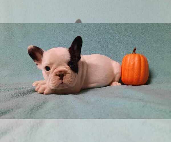 Medium Photo #3 French Bulldog Puppy For Sale in SALEM, WV, USA