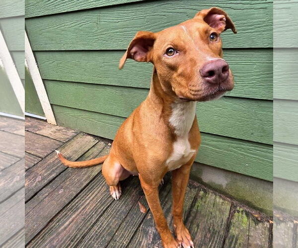 Medium Photo #3 Greyhound-Vizsla Mix Puppy For Sale in Magnolia Springs, AL, USA