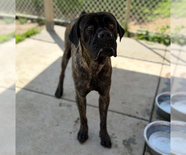 Medium Photo #1 Mutt Puppy For Sale in Modesto, CA, USA