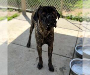 Mutt Dogs for adoption in Modesto, CA, USA