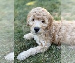 Image preview for Ad Listing. Nickname: Litter of 5